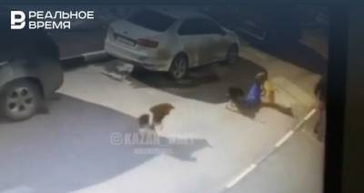 Соцсети: В Казани свора собак напала на ребенка