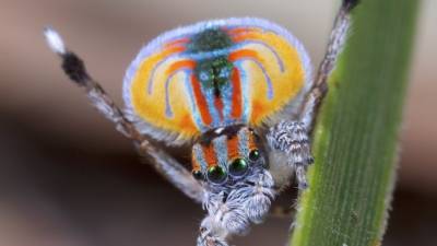 Новый вид паука-павлина получил имя в честь героя мультфильма «В поисках Немо»