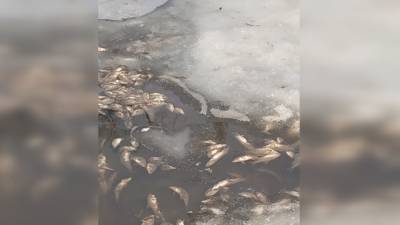 Стала известна причина гибели рыб в пруду Екатерининского парка в ГМЗ "Царское Село"