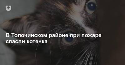 В Толочинском районе при пожаре спасли котенка