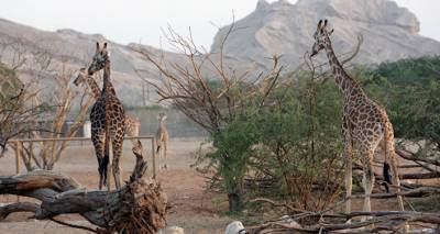 Одиночество Кими: за год в Рижском зоопарке умерли три жирафа