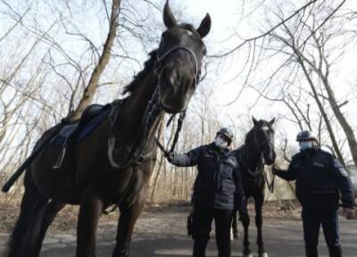 В Польше хотят ввести пенсии для собак и лошадей
