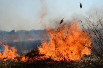 На Полтавщине мужчина сгорел заживо, сжигая кукурузу