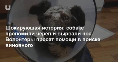 Шокирующая история: собаке проломили череп и вырвали нос. Волонтеры просят помощи в поиске виновного