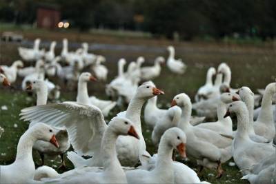 Из-за убытков от птичьего гриппа аграриям продлили погашение кредитов