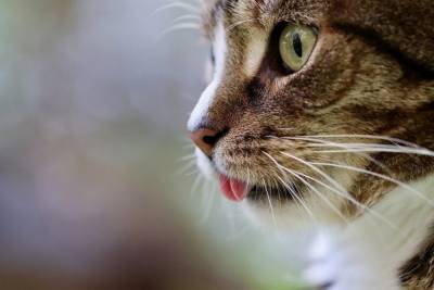 Россиянка умерла от бешенства после укуса домашней кошки