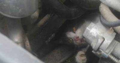В Ивано-Франковской области спасли кота, который застрял в моторном отсеке авто