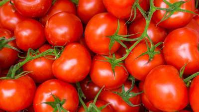 Плоды импортозамещения: в Туркменистане за два месяца экспортировали 16 тыс. тонн томата