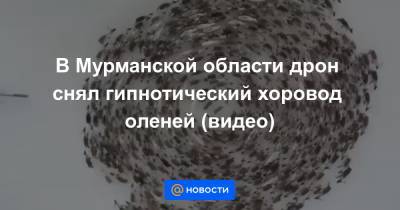 В Мурманской области дрон снял гипнотический хоровод оленей (видео)