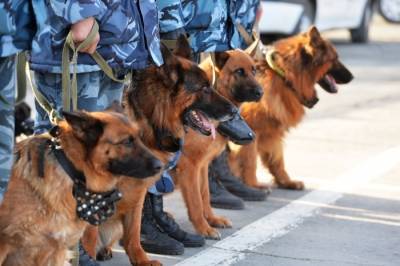 Собак, которые обеспечат безопасность на параде в Петербурге, привьют от коронавируса