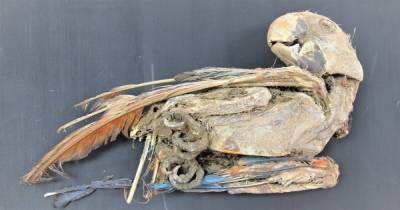 Любимцы мертвецов. В пустыне Атакама древние цивилизации хоронили усопших с попугаями