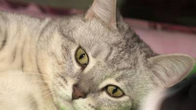 Укус домашней кошки оказался смертельным для жительницы Волгоградской области
