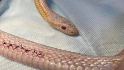 Новосибирские ветеринары помогли родить беременной змее