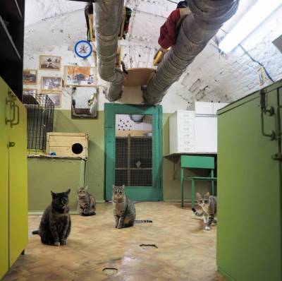 Власти Зауралья предложили музеям Кургана завести котов, как в Эрмитаже