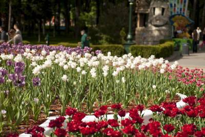 "Платим больше, чем другие города": Харьков потратит десятки миллионов на однолетние цветы