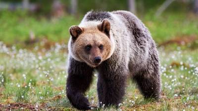 Загадочное заболевание делает медведей в США добрыми, а затем убивает - m24.ru - шт. Невада - шт. Калифорния