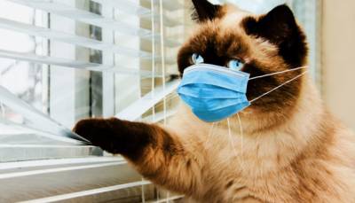 Коішки болеют коронавирусом. Но не таким, как у людей
