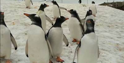 Как пингвины "изучают" полярников: милое видео