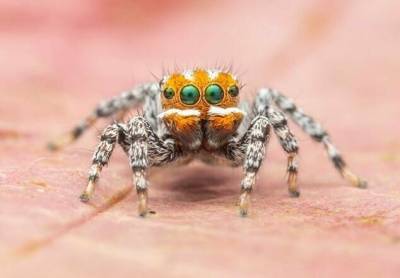 Новый вид паука назвали Немо, в честь рыбки из мультфильма - inform-ua.info - Австралия