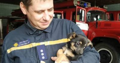 Очаровал с первого взгляда: в пожарно-спасательную часть Днепра приняли нового сотрудника