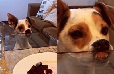«А как ужин ждёте вы?»: забавный пёс, выпрашивающий вкусняшки, рассмешил Сеть