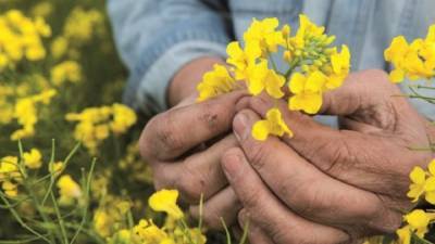 Будущее – за системным подходом: компания BASF представила семенной портфель-2021