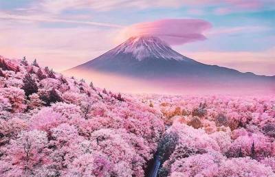 В Японии наступил самый ранний за 1200 лет сезон цветения сакуры. Его связали с глобальным потеплением (Фото)