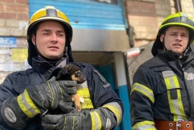 Спасатели из Днепра не смогли расстаться со щенком, которого достали из ловушки