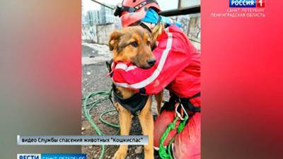 Несчастье помогло: петербуржец, спасший пса из колодца, забрал его себе