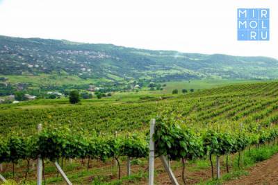 Дагестан в 2021 году увеличит площадь молодых виноградников на 600 га
