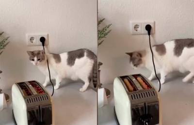 «Я не могу перестать смеяться!»: эмоциональная реакция кошки на тостер довела соцсети до слез