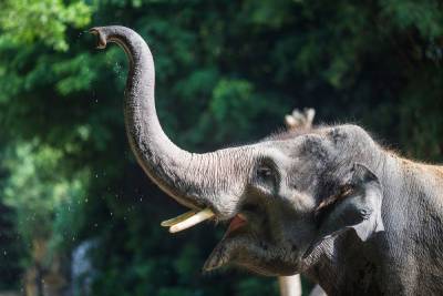 Возьмите слона на выходные: зоопарк в Чехии предлагает людям животных напрокат