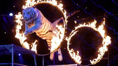 Эксперт оценил содержание животных в цирках