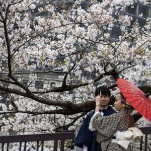 В Японии фиксируют рекордно раннее цветение сакуры. Видео