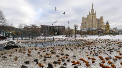 Названы причины "нашествия" оранжевых уток на Москву