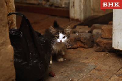 Сыктывкарцев пригласили на благотворительный аукцион в поддержку приютов для животных