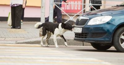 В Калининградской области собаки дважды за день нападали на детей