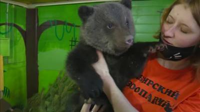 Бэби-бум в Сибирском зоопарке: медвежата-сироты и козлята-двойняшки