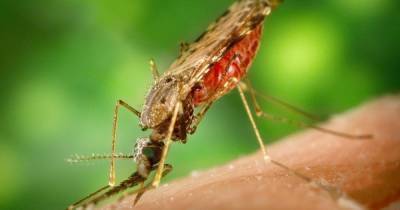 Опасность тропических стран: где можно заразиться малярией и как от нее уберечься