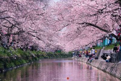 В Японии впервые за 1200 лет рекордно рано зацвела сакура (видео)