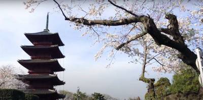 В японском Киото впервые с 812 года сакура зацвела так рано - фото и видео - ТЕЛЕГРАФ