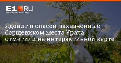 Ядовит и опасен: захваченные борщевиком места Урала отметили на интерактивной карте