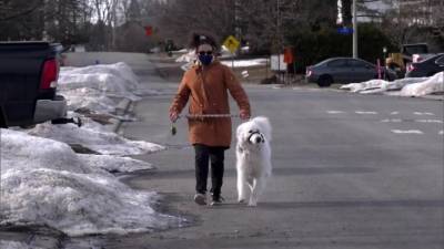 Видео из Сети. Находчивая собака спасла потерявшую сознание хозяйку