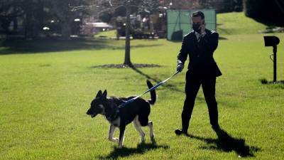 Собака Байдена продолжает атаковать людей на территории Белого дома