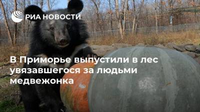 В Приморье выпустили в лес увязавшегося за людьми медвежонка