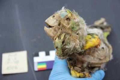 Мумифицированные попугаи обнаружены в пустыне Атакама