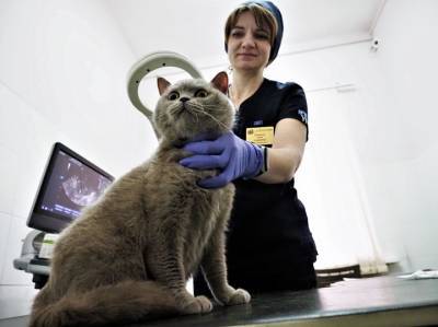 Россия зарегистрировала первую в мире вакцину от коронавируса для животных