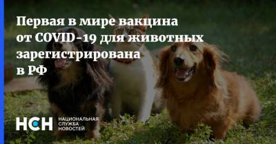 Первая в мире вакцина от COVID-19 для животных зарегистрирована в РФ