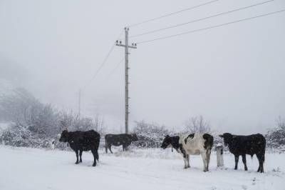 Ученые нашли гены, позволяющие якутским коровам выживать на холоде, а африканским - на жаре - interfax-russia.ru - Англия - Новосибирск - Лондон