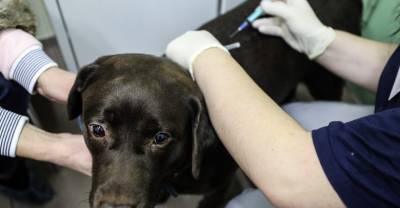Россия первой в мире зарегистрировала антиковидную вакцину для животных